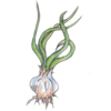 garlic