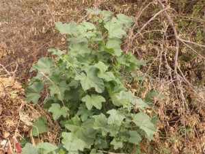 קציצות חוביזה