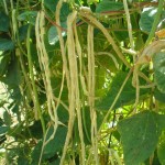 זרעי שעועית תאילנדית