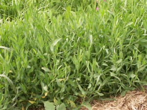 זרעי פרחי בר