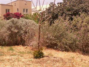 שתילי גויאבה