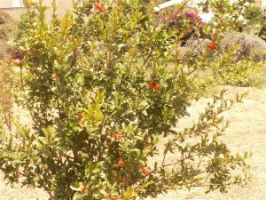 שתילי עצי פרי