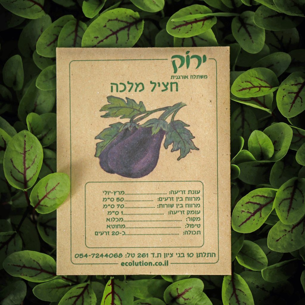 חציל מלכה_קרופ