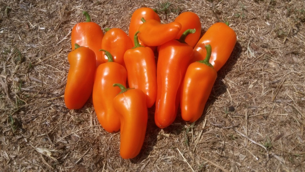 פלפל ביס כתום2