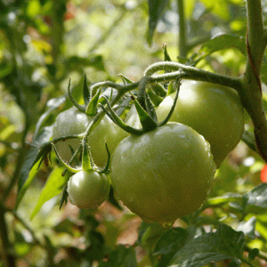 שתילי עגבניה לגינת ירק משתלת ירוק