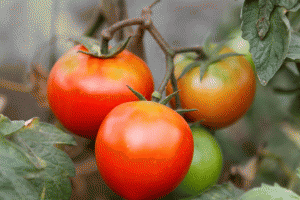 עגבניית שרי גדולה לגינה משתלת ירוק