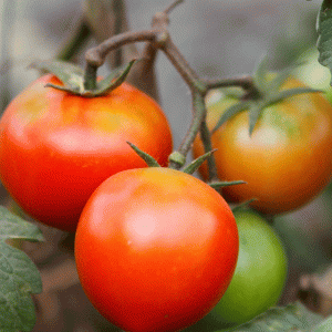 עגבניית שרי גדולה לגינה משתלת ירוק