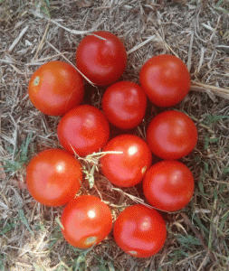 עגבניית שרי לגינת ירק מתן הגנן
