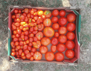עגבניות אורגניות מתן הגנן