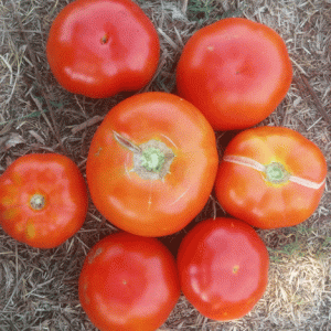 שתילים של עגבניה מתן הגנן