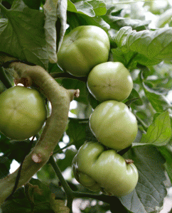 זרעי עגבניית מרמונד