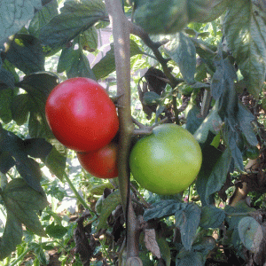 עגבנייה מוני מייקר אורגנית