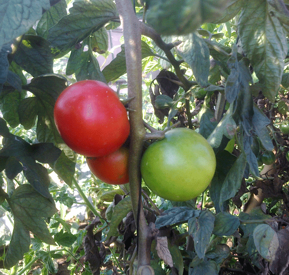 עגבנייה מוני מייקר