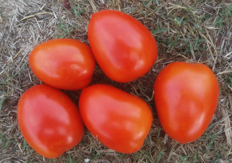 עגבניית תמר ממשיכה