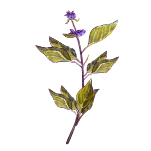 זרעי בזיליקום תאילנדי