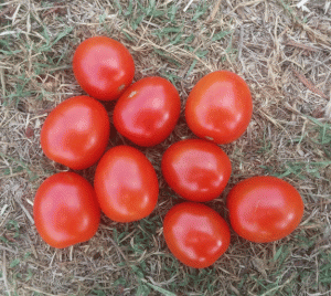 עגבנית שרי אורגנית לגינה