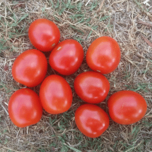 עגבנית שרי אורגנית לגינה