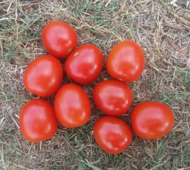 עגבניית שרי תמר
