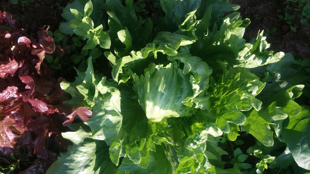 Lettuce_Aisberg