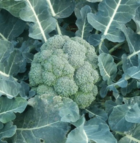 broccoli_m3