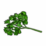 זרעי פטרוזיליה מסולסלת