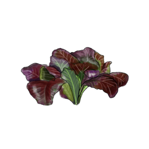 זרעי אוסקה - זרעי חרדל יפני