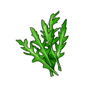 זרעי אורוגולה - רוקולה