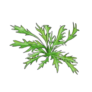 זרעי מיזונה ירוקה