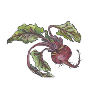 זרעי סלק סגול