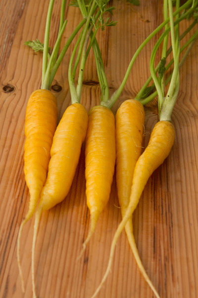 Carrot_yellow