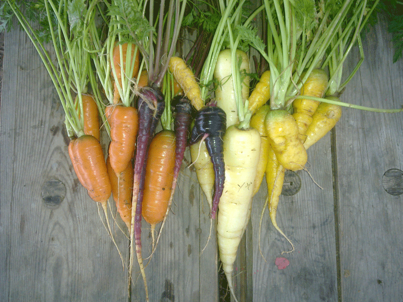 Carrots_All