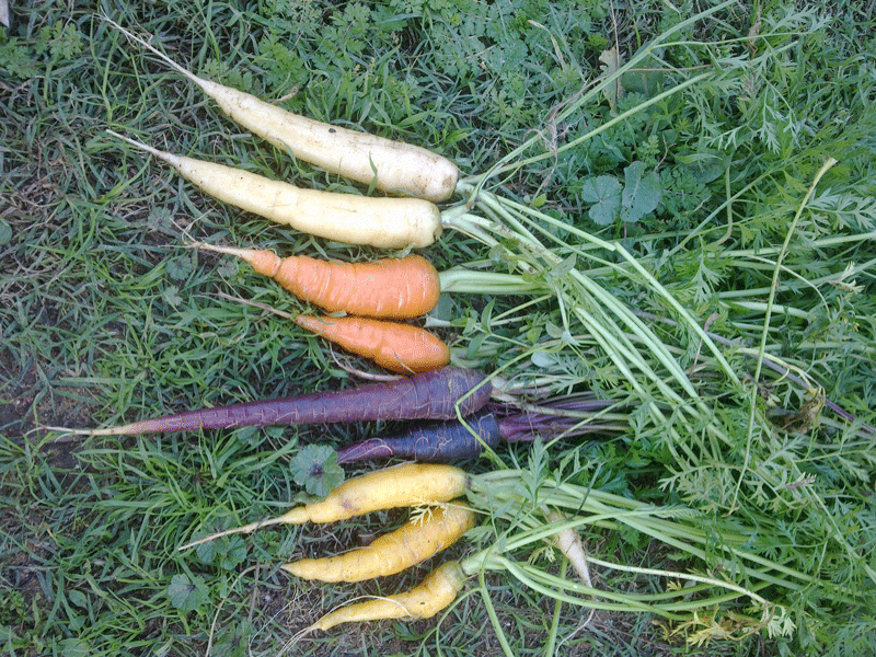 Carrots_all3