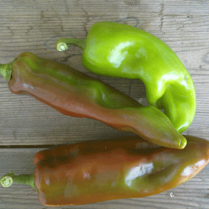 פלפל קורנו לגינה מתן הגנן