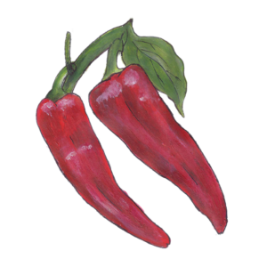 זרעי פלפל מאורך קורנו