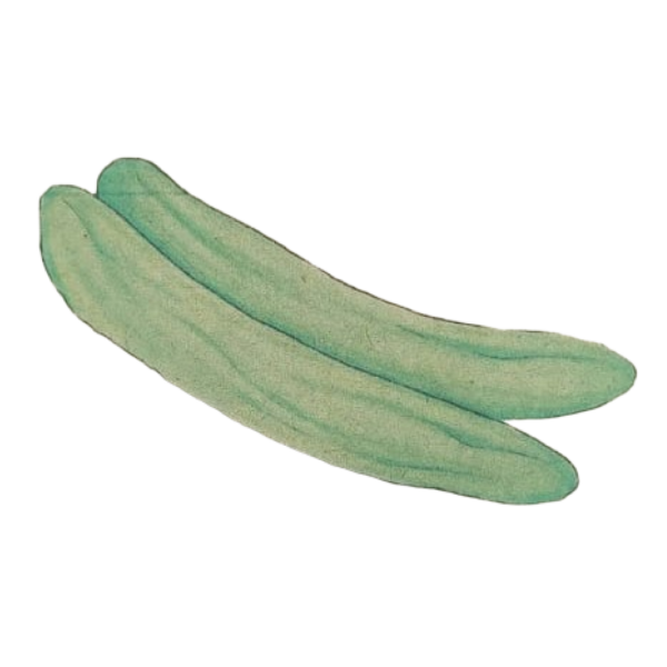 מלפפון - ירוק - משתלה אורגנית