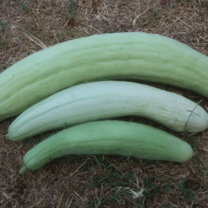 זרעים של פקוס לגינת הירק