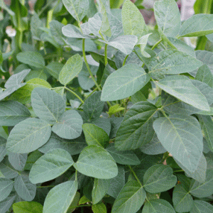 מלוחיה אורגנית משתלת ירוק