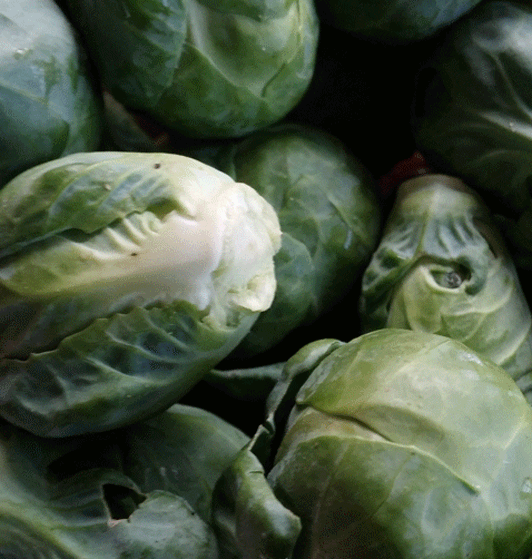 BrusselsSprouts2