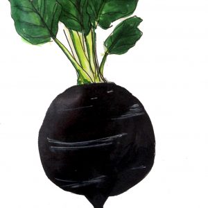 צנון שחור זרעים לגינת ירק