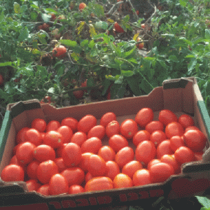 זרעי עגבנייה אורגנית מסיימת