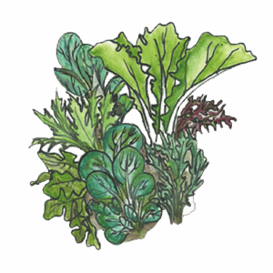 לקט זרעי עלי ביבי לסלט