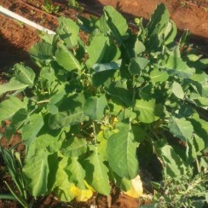 זרעי גומן אתיופי