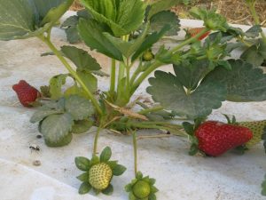 חיפוי לגינת ירק תות שדה