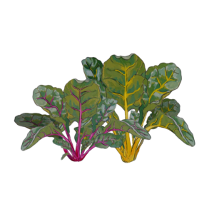 זרעי עלי סלק צבעוני