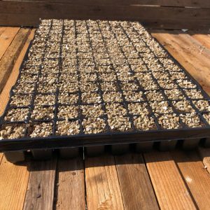 מגש הנבטה נמוך