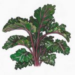 זרעים של רוברב