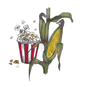 זרעי תירס פופקורן