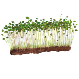 זרעי צנון דייקון לנבטים - 100&nbsp;גרם