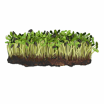 זרעי חמנייה לנבטים