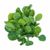 corn salad קורן סלד